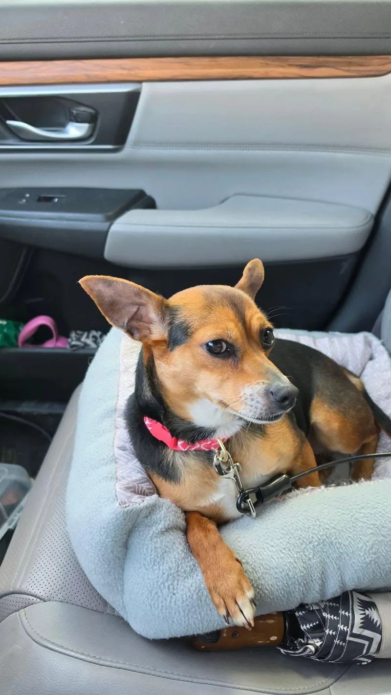 An adult small-sized female Tricolor (Brown, Black, & White) Rat Terrier dog named Sassy CS for adoption in Columbia, MD