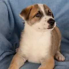 Pj