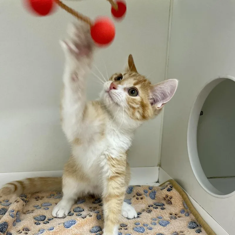 A baby small-sized male Orange / Red Domestic Short Hair cat named Dobby for adoption in Champaign, IL