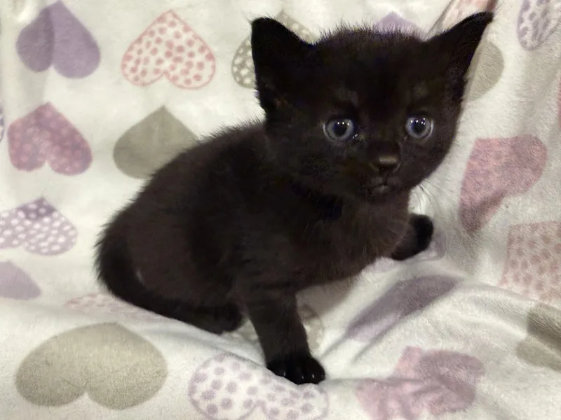 A baby medium-sized female Black Domestic Short Hair cat named Mochi for adoption in North Haledon, NJ