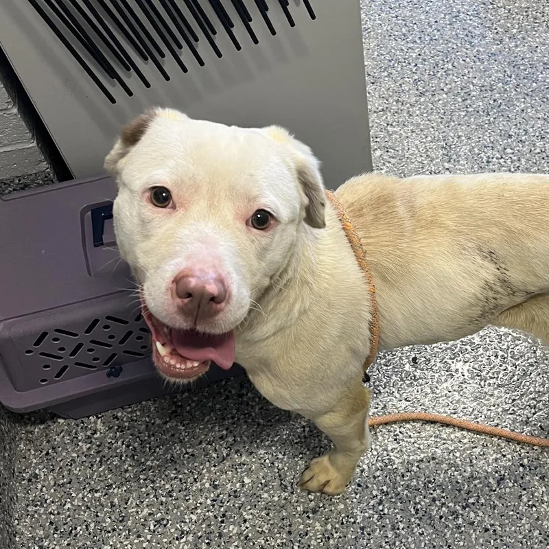 An adult medium-sized female Mixed Breed dog named Cafe au Lait for adoption in Dearborn, MI