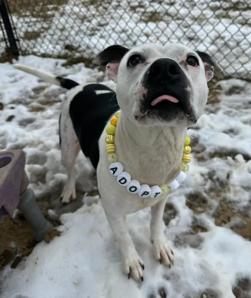 Dutchess Rose thumbnail 2