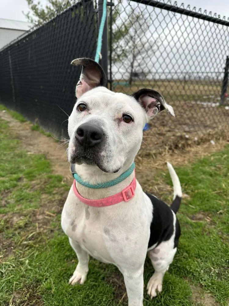 Dutchess Rose thumbnail 3