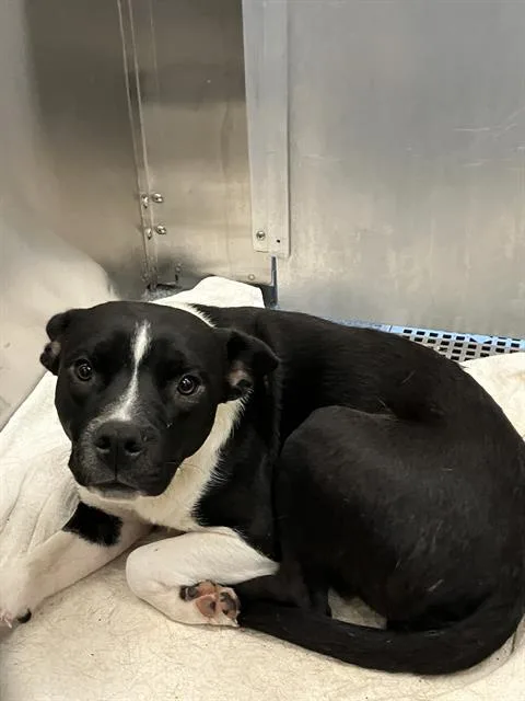 A young medium-sized female Mixed Breed dog named Princess for adoption in Dallas, TX