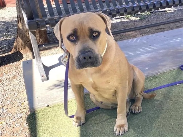 A young large-sized female Pit Bull Terrier dog named Phoebe for adoption in Phoenix, AZ