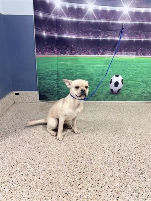 A young small-sized male French Bulldog dog named Mayo for adoption in Miami, FL