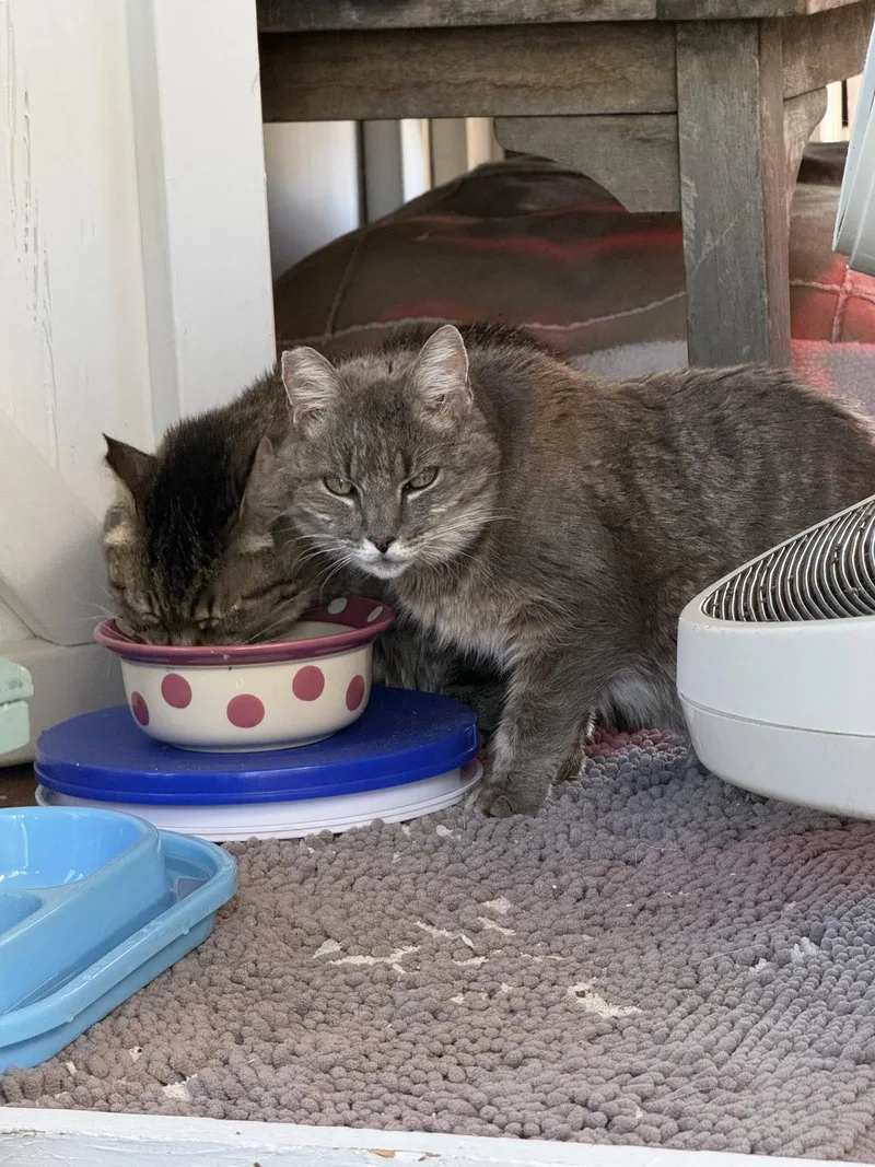 A senior small-sized female Gray / Blue / Silver Domestic Medium Hair cat named Belle for adoption in danville, CA