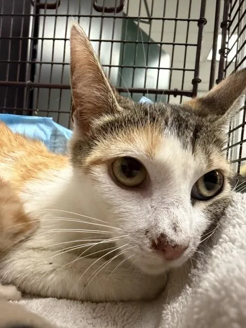 A young small-sized female Domestic Short Hair cat named Celina for adoption in San Bernardino, CA
