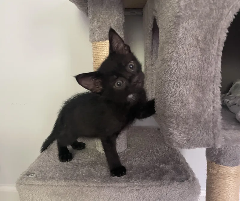A baby medium-sized male Black Domestic Short Hair cat named Coal for adoption in Columbia, MD