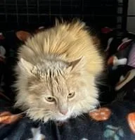 An adult small-sized female Orange / Red Domestic Long Hair cat named Mckenzie for adoption in Anaconda, MT