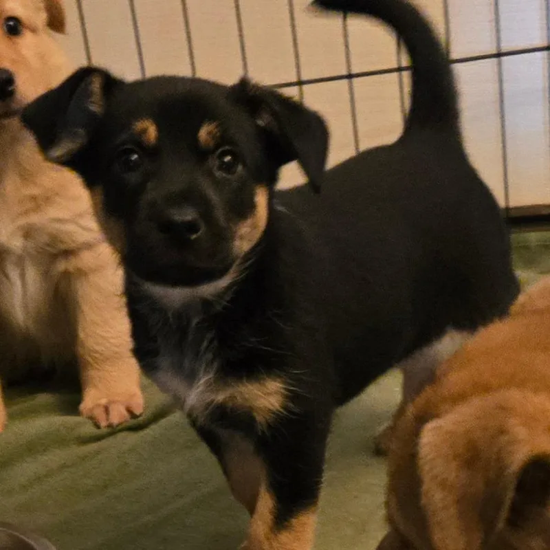 A baby medium-sized female Cattle Dog dog named Ramona for adoption in Floresville, TX