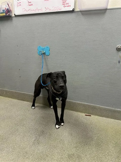 A young large-sized male Pit Bull Terrier dog named Bear for adoption in Las Vegas, NV