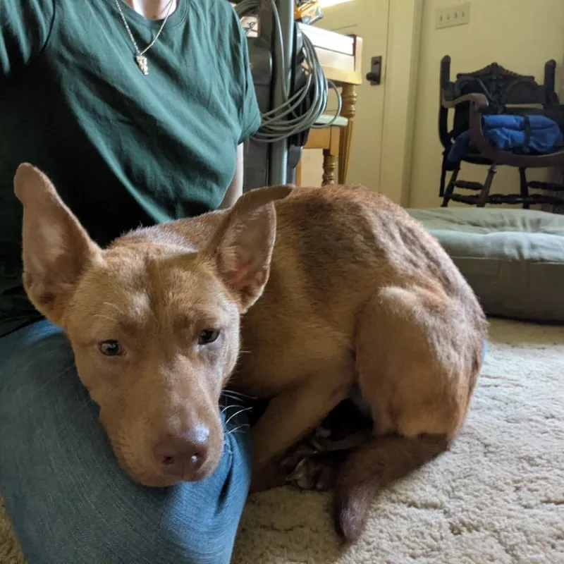 A young medium-sized female Brown / Chocolate German Shepherd Dog dog named Hazel for adoption in Avon, OH
