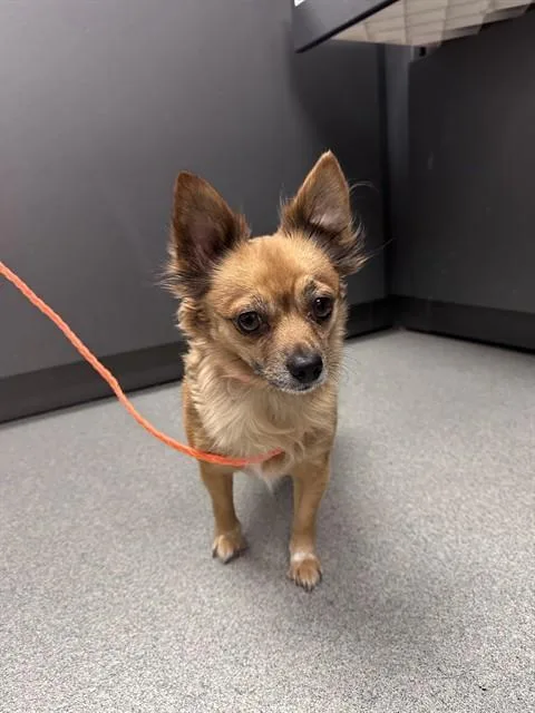 An adult small-sized female Chihuahua dog named Louise for adoption in Ontario, CA