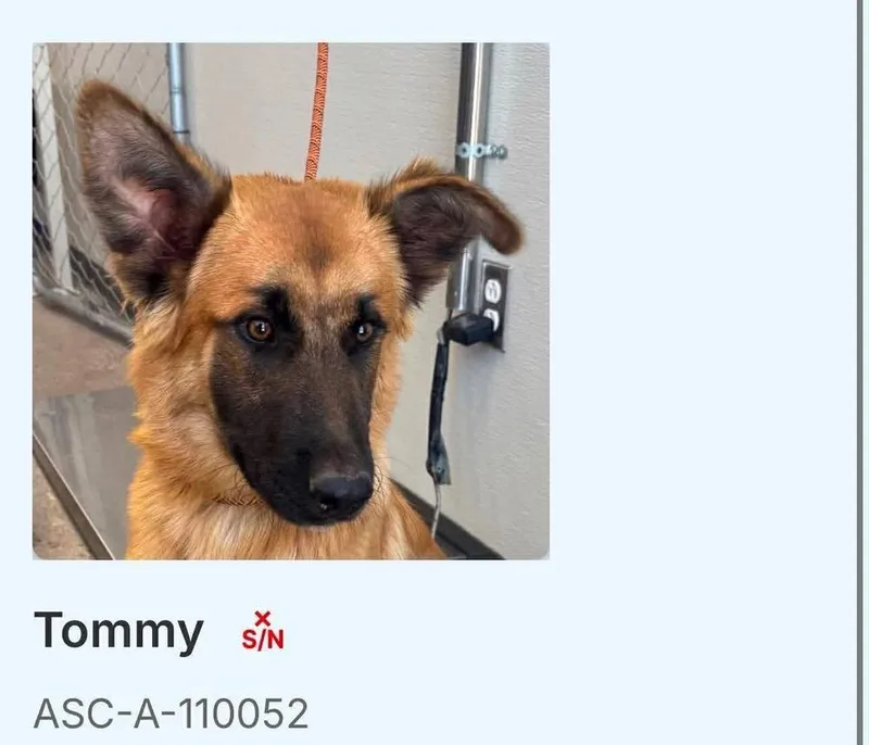 An adult large-sized male German Shepherd Dog dog named Tommy for adoption in Suamico, WI
