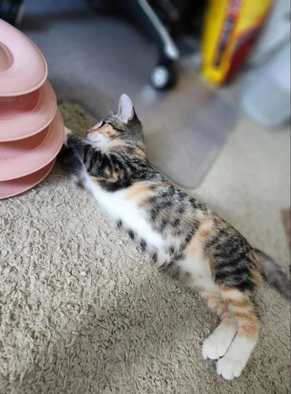 A young medium-sized female Tabby cat named Caterina for adoption in Ocala, FL