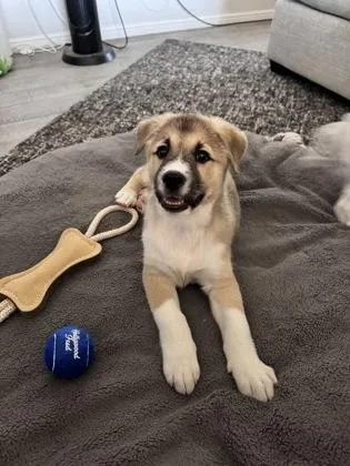 A baby medium-sized male Shepherd dog named Brie for adoption in Fort Worth, TX