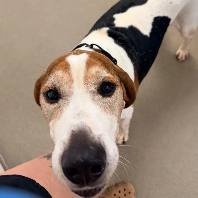 An adult large-sized male White / Cream Hound dog named Granger for adoption in Rocky Mount, VA
