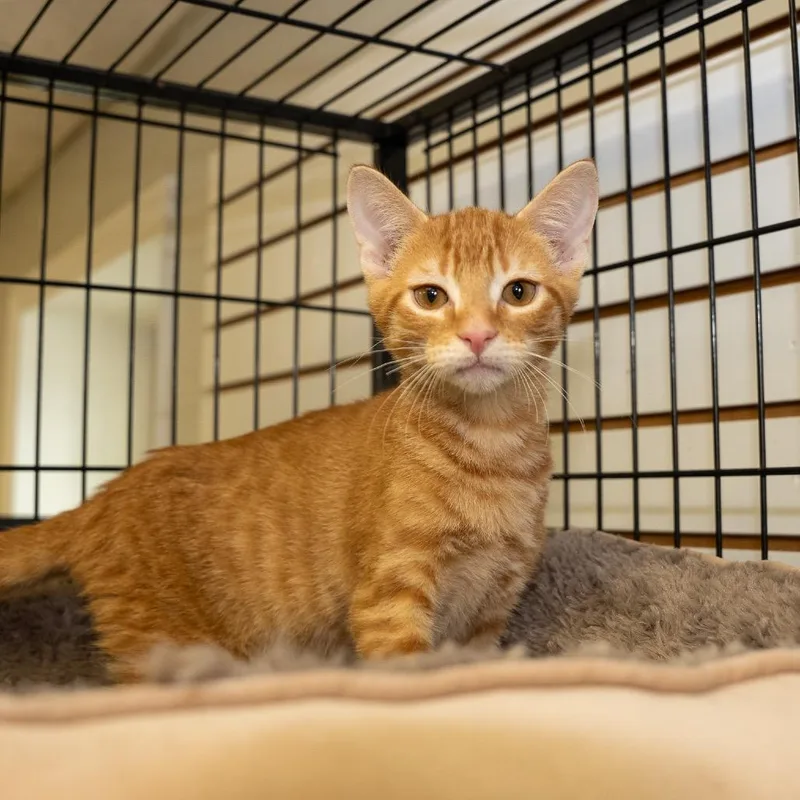 A baby small-sized male Orange / Red Domestic Short Hair cat named Burton for adoption in Pawling, NY