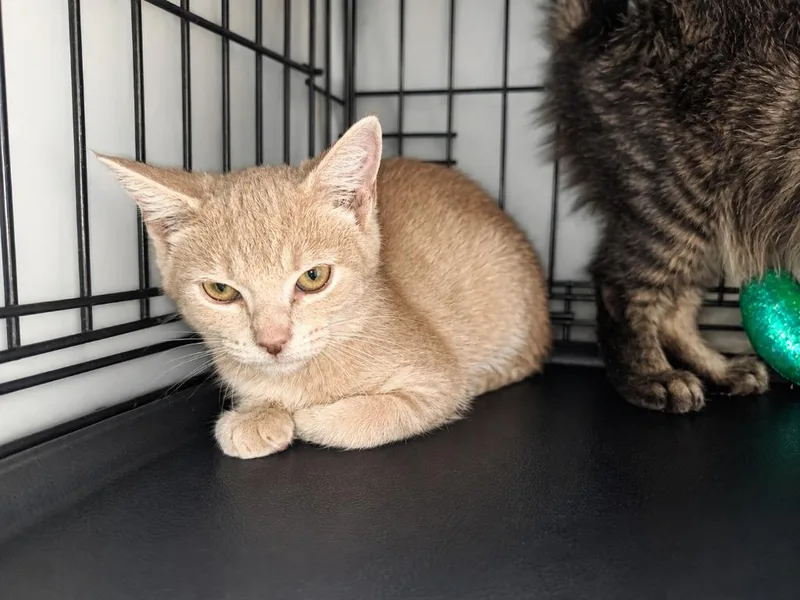 A baby medium-sized female Domestic Medium Hair cat named Cassiopeia for adoption in Parkville, MD