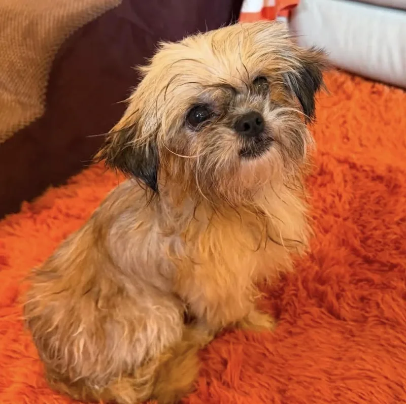 An adult small-sized male Yellow / Tan / Blond / Fawn Shih Tzu dog named Bert for adoption in Santa Rosa, CA
