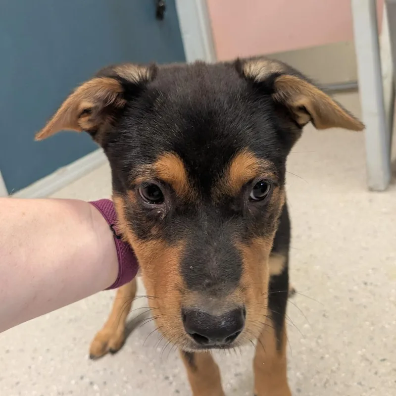 A baby medium-sized male Black Mixed Breed dog named Zinc for adoption in Huntsville, AR