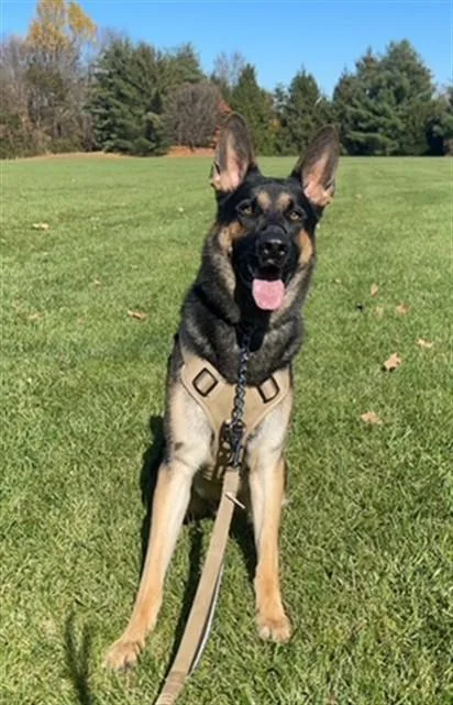 An adult large-sized male German Shepherd Dog dog named Rex for adoption in Derwood, MD