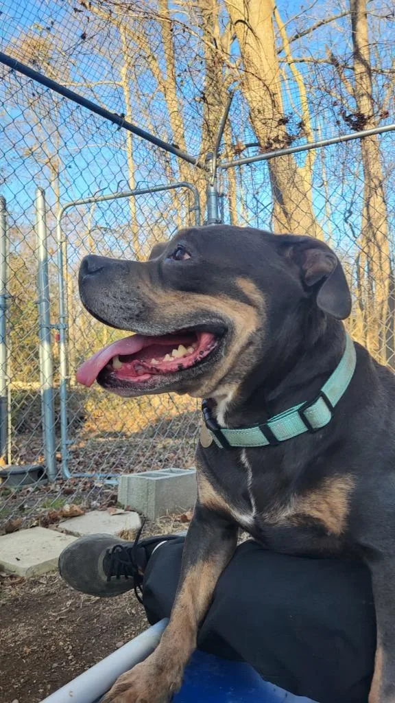 Cinderella thumbnail 3