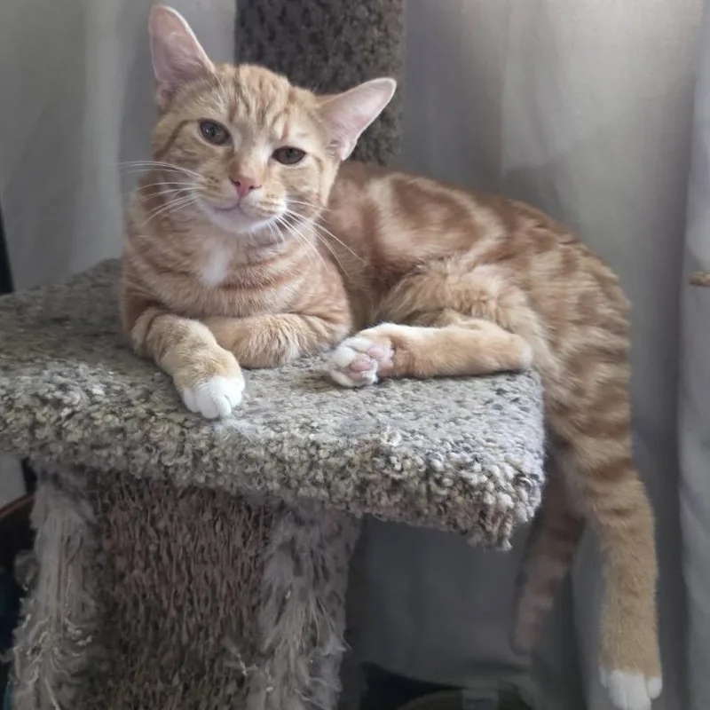 An adult medium-sized male Orange / Red Domestic Short Hair cat named Butter Bean for adoption in La Grange, KY