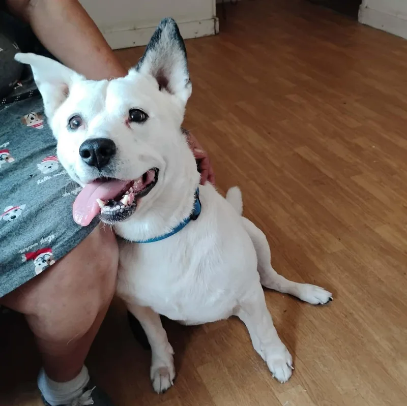 An adult medium-sized male White / Cream Mixed Breed dog named Chance for adoption in Paramus, NJ