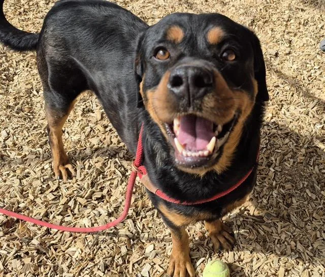 An adult medium-sized male Rottweiler dog named Timmy for adoption in Albuquerque, NM