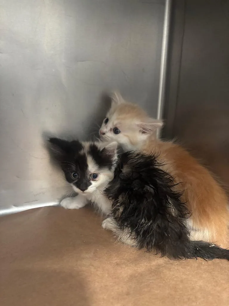 A baby large-sized male Domestic Short Hair cat named Oliver for adoption in Cartersville , GA