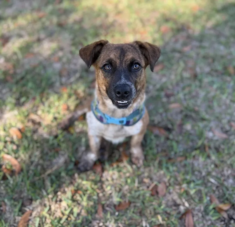A baby small-sized female Brindle Terrier dog named Mera for adoption in St. Petersburg, FL