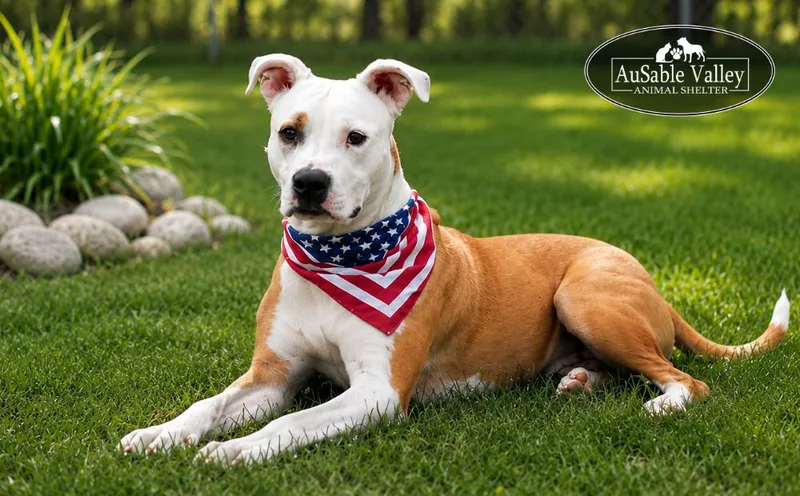 A young large-sized male Mixed Breed dog named Bacon for adoption in Grayling, MI