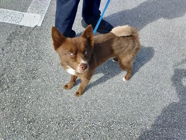 A young small-sized male Pomeranian dog named Sly for adoption in Fort Lauderdale, FL