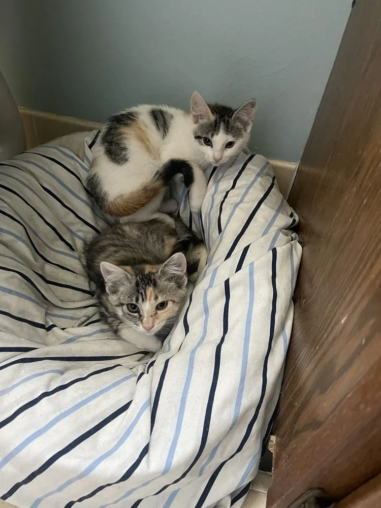 A baby small-sized female Gray & White Domestic Short Hair cat named Minnie for adoption in Telford, PA