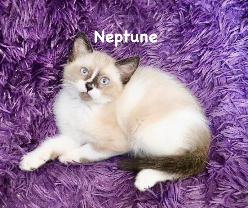 Neptune thumbnail 3