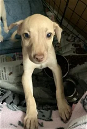 A baby small-sized male Chihuahua dog named Brutus for adoption in Bakersfield, CA