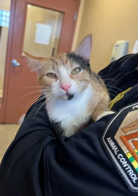 A young medium-sized female Domestic Short Hair cat named Dolce for adoption in Blythe, CA