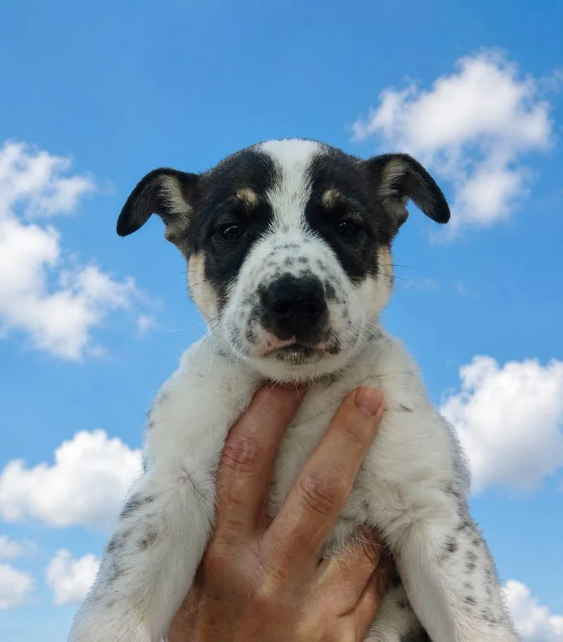 A baby large-sized female Australian Cattle Dog / Blue Heeler dog named Ember for adoption in Rockwell City, IA