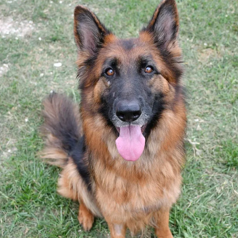 An adult medium-sized female Black German Shepherd Dog dog named Holland for adoption in Beaumont, TX