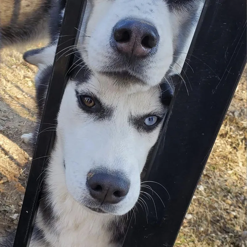 A senior medium-sized female Black Husky dog named Luna for adoption in Eufaula, OK