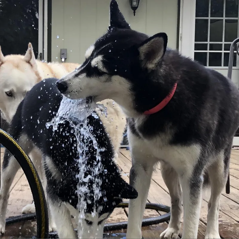 Luna thumbnail 6