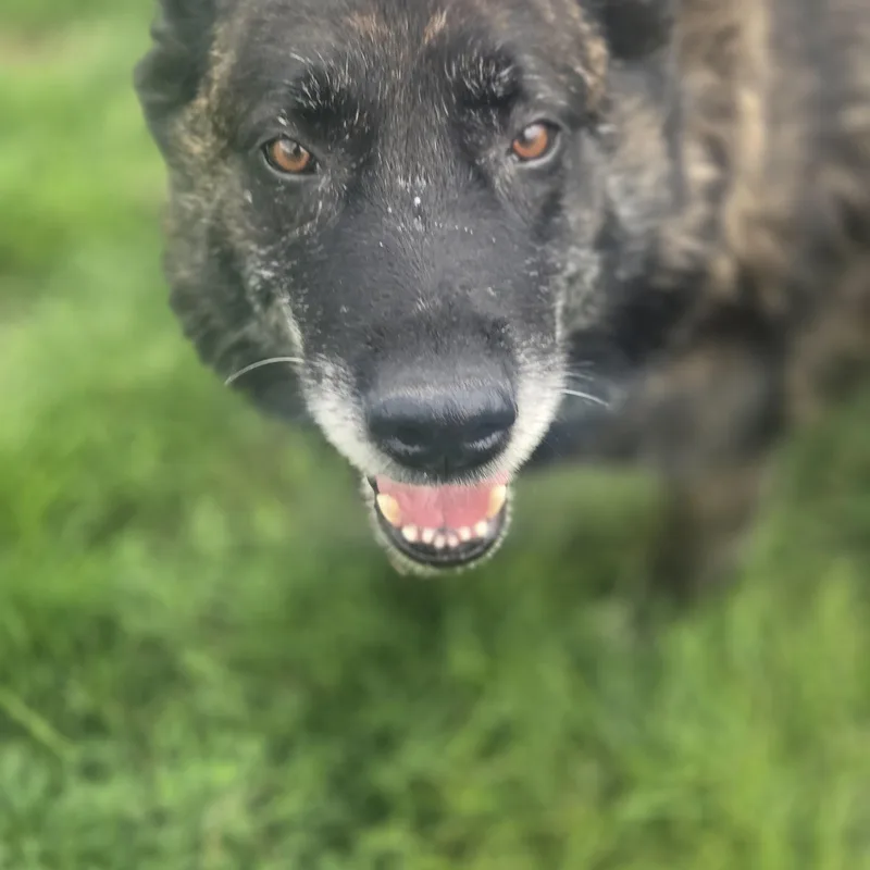 A senior large-sized female Brown / Chocolate Dutch Shepherd dog named Lucy for adoption in Joliet, IL