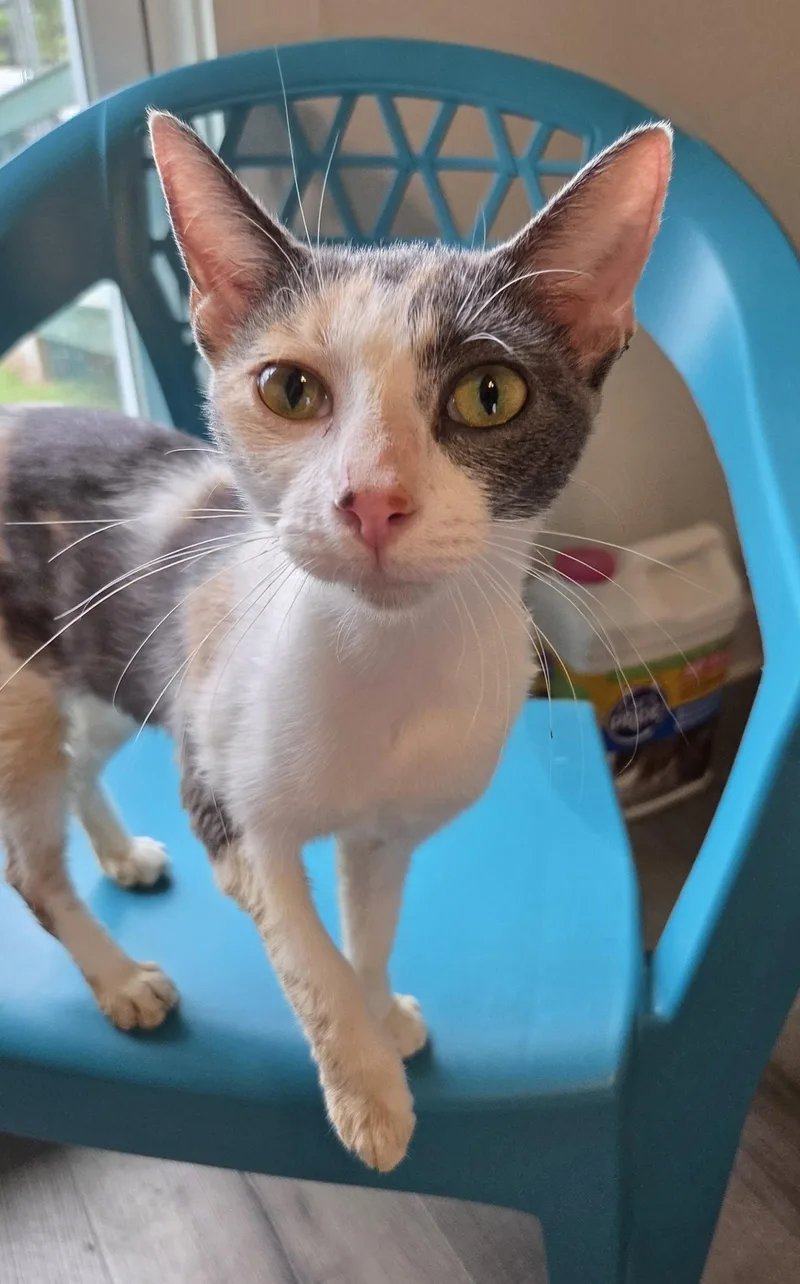 An adult medium-sized female Domestic Short Hair cat named Winnifred for adoption in Magnolia Springs, AL