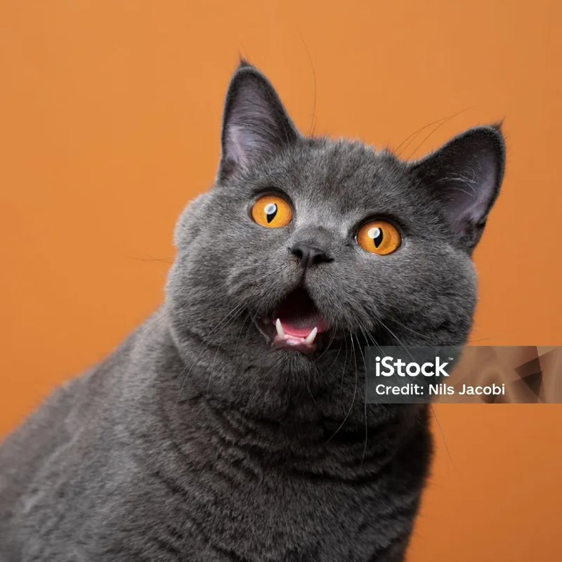 Sweet thumbnail 2