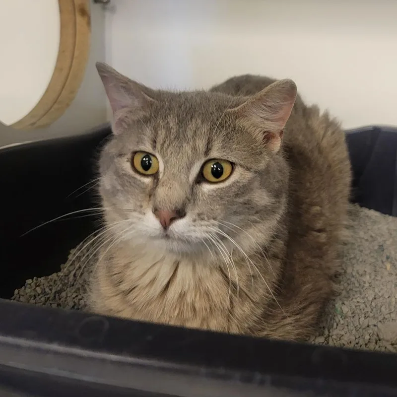 An adult small-sized female Gray / Blue / Silver Domestic Short Hair cat named Gumball for adoption in Troy, IL