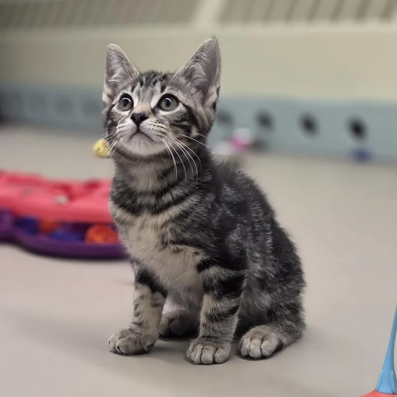 A baby small-sized male Domestic Short Hair cat named Skittles for adoption in Pittsford, VT