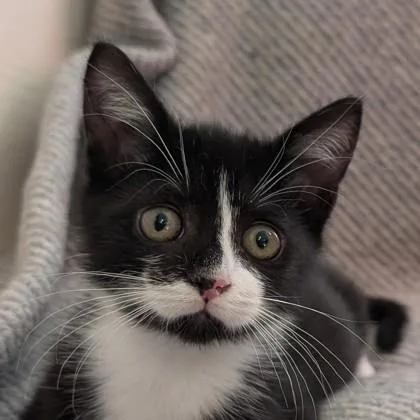 A baby medium-sized male Domestic Short Hair cat named Bear Claw for adoption in Savannah, GA