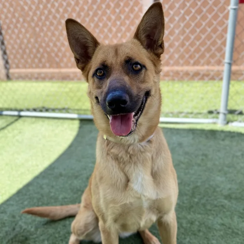 An adult large-sized female Red / Chestnut / Orange Shepherd dog named Lacey for adoption in Long Beach, CA